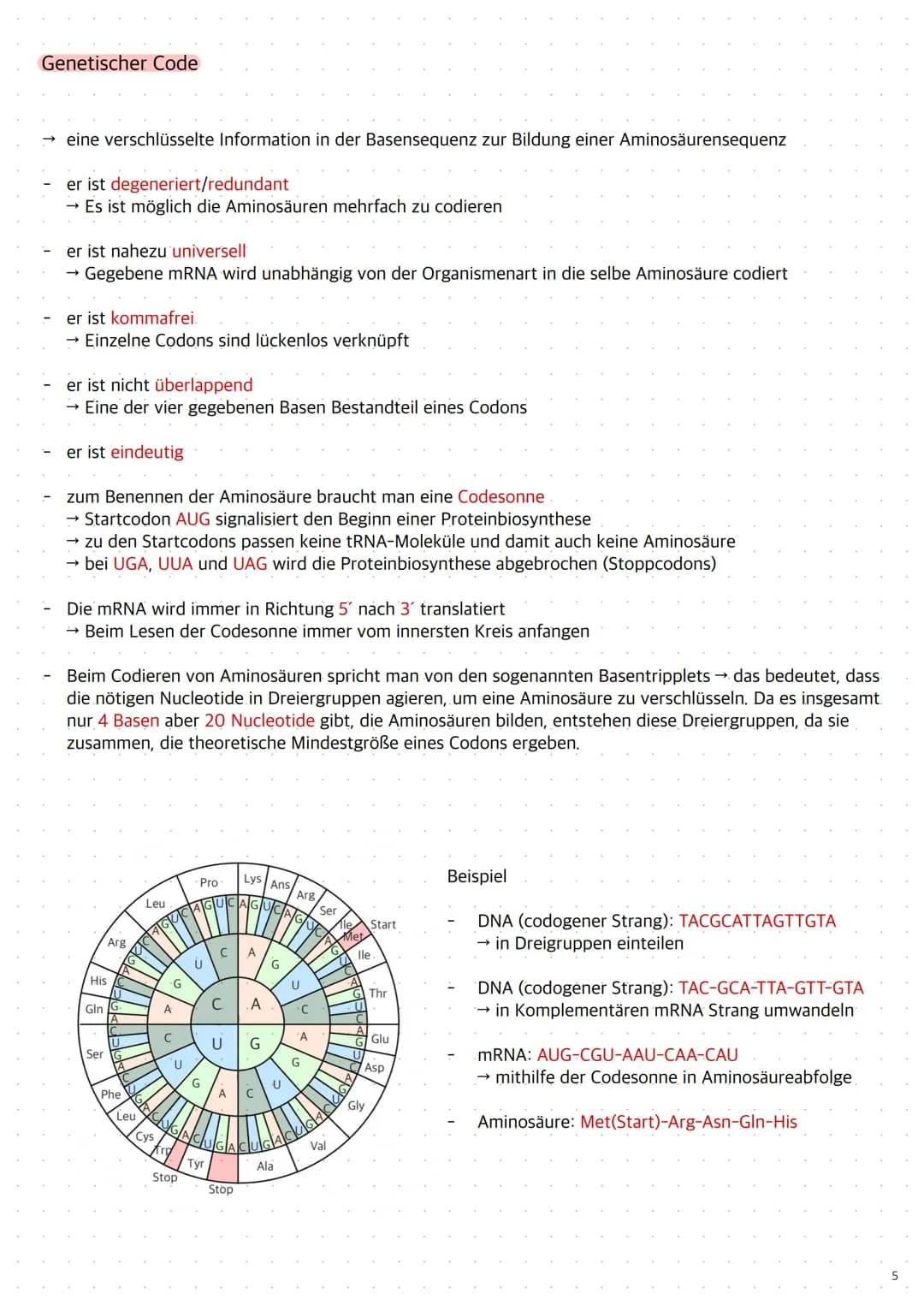 Replikation der DNA
1. Die Topoisomerase entwendet die Doppelhelix
2. Die Helicase öffnet die Doppelstränge durch Trennung der Wasserstoffbr