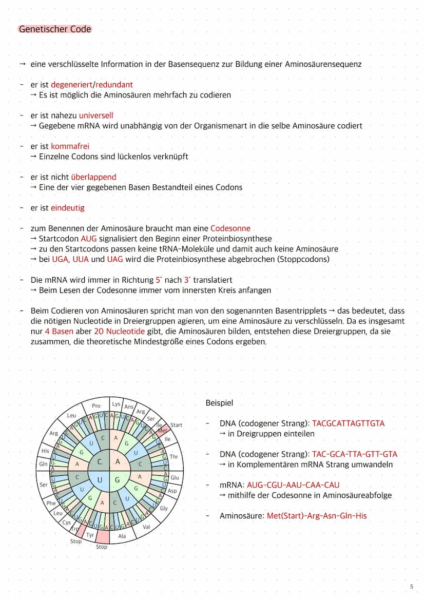 Replikation der DNA
1. Die Topoisomerase entwendet die Doppelhelix
2. Die Helicase öffnet die Doppelstränge durch Trennung der Wasserstoffbr