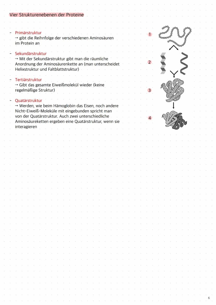 Replikation der DNA
1. Die Topoisomerase entwendet die Doppelhelix
2. Die Helicase öffnet die Doppelstränge durch Trennung der Wasserstoffbr