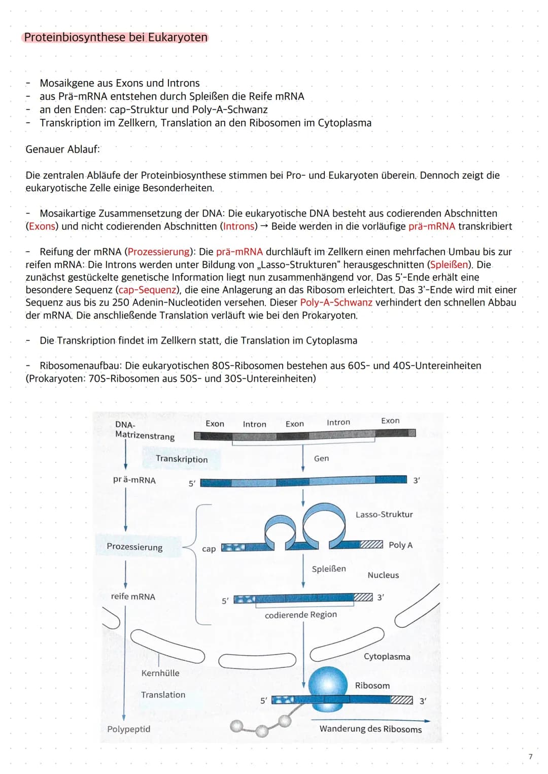 Replikation der DNA
1. Die Topoisomerase entwendet die Doppelhelix
2. Die Helicase öffnet die Doppelstränge durch Trennung der Wasserstoffbr