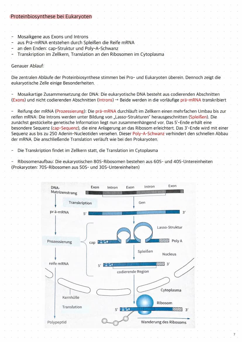 Replikation der DNA
1. Die Topoisomerase entwendet die Doppelhelix
2. Die Helicase öffnet die Doppelstränge durch Trennung der Wasserstoffbr