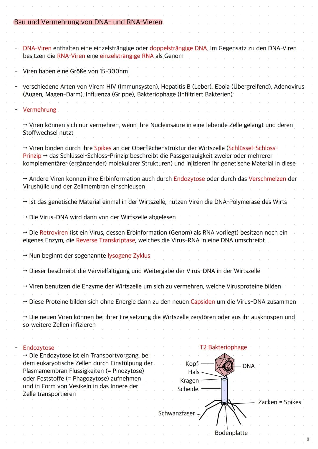 Replikation der DNA
1. Die Topoisomerase entwendet die Doppelhelix
2. Die Helicase öffnet die Doppelstränge durch Trennung der Wasserstoffbr