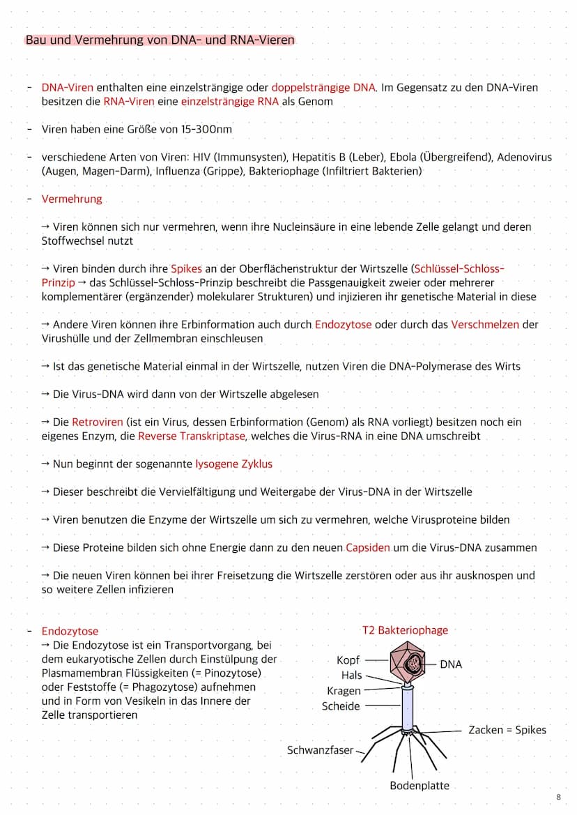 Replikation der DNA
1. Die Topoisomerase entwendet die Doppelhelix
2. Die Helicase öffnet die Doppelstränge durch Trennung der Wasserstoffbr