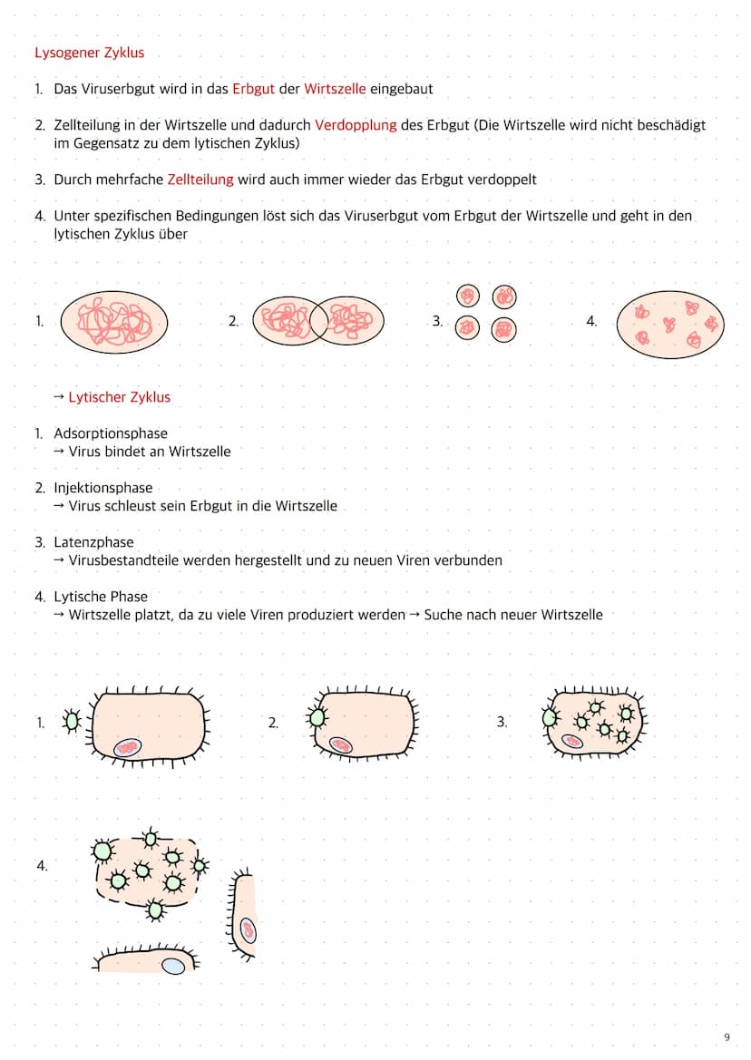 Replikation der DNA
1. Die Topoisomerase entwendet die Doppelhelix
2. Die Helicase öffnet die Doppelstränge durch Trennung der Wasserstoffbr