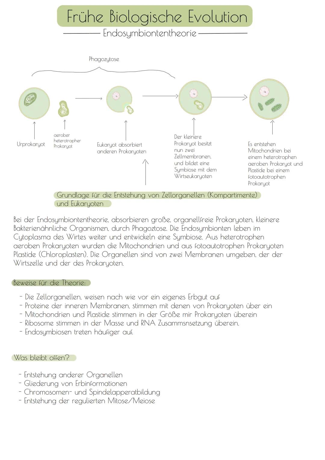 # Frühe Biologische Evolution

Endosymbiontentheorie.

Phagozytose

Urprokaryot

aerober
heterotropher
Prokaryot

Eukaryot absorbiert
andere