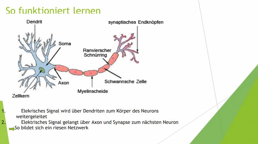 Lernen
Bio Gfs: Giulia Pototschnik 9d Gliederung
Das Gedächtnis
1. Das Ultrakurzzeitgedächtnis
Das Kurzzeitgedächtnis
Das Langzeitgedächtnis