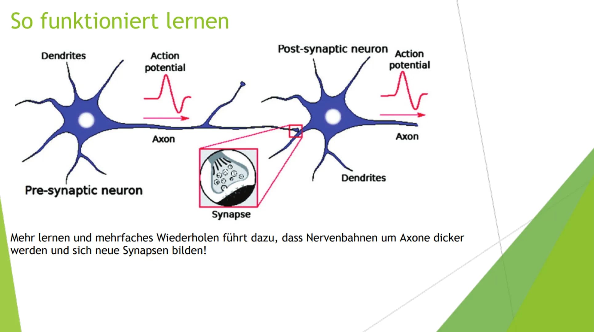 Lernen
Bio Gfs: Giulia Pototschnik 9d Gliederung
Das Gedächtnis
1. Das Ultrakurzzeitgedächtnis
Das Kurzzeitgedächtnis
Das Langzeitgedächtnis