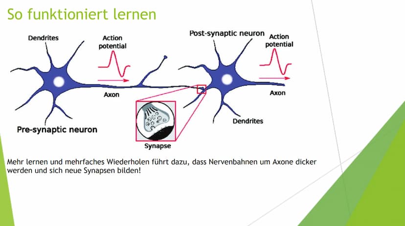 Lernen
Bio Gfs: Giulia Pototschnik 9d Gliederung
Das Gedächtnis
1. Das Ultrakurzzeitgedächtnis
Das Kurzzeitgedächtnis
Das Langzeitgedächtnis