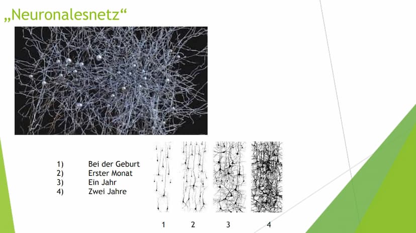 Lernen
Bio Gfs: Giulia Pototschnik 9d Gliederung
Das Gedächtnis
1. Das Ultrakurzzeitgedächtnis
Das Kurzzeitgedächtnis
Das Langzeitgedächtnis