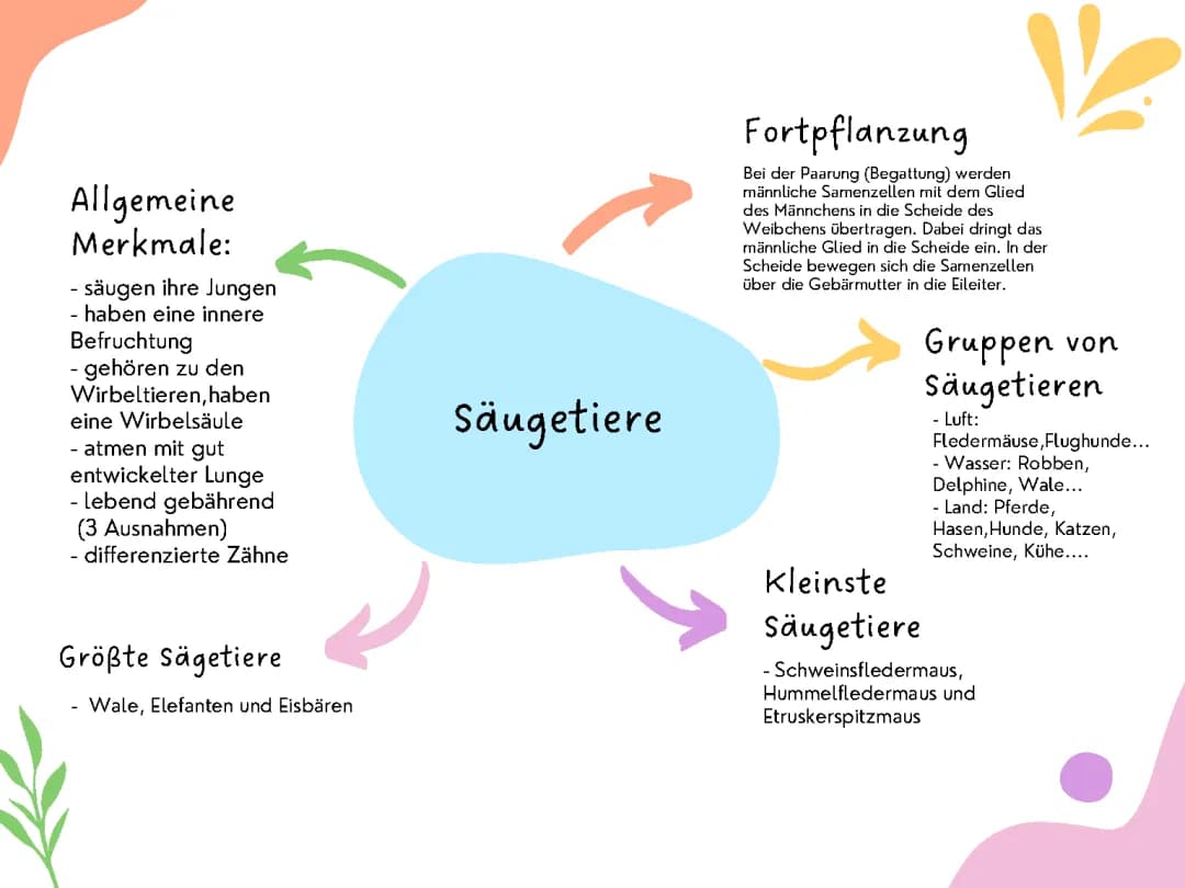 Säugetiere 