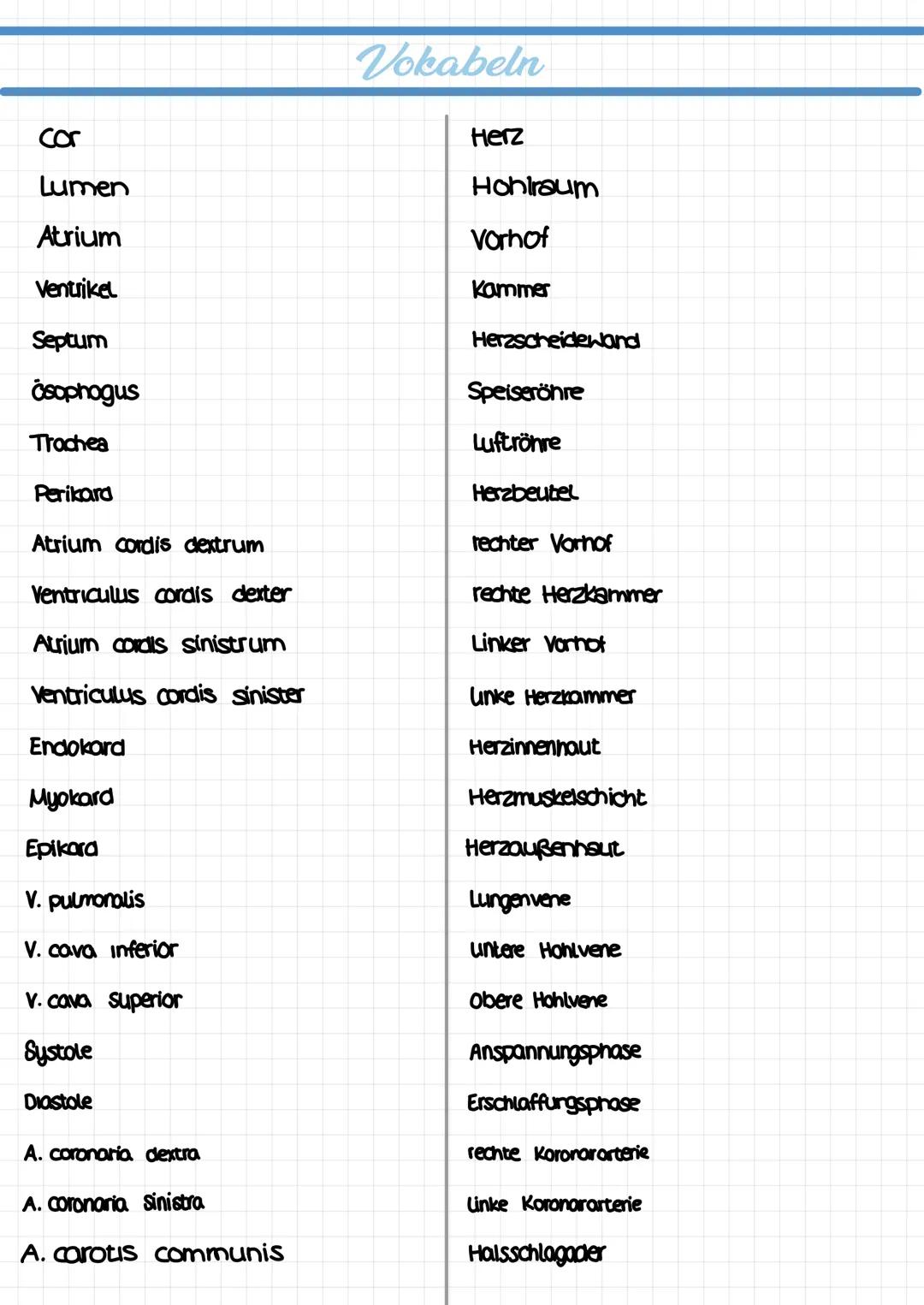  ## Vokabeln

Cor
Lumen
Atrium
Ventrikel
Septum
Ösophogus
Trochea
Perikara
Atrium cordis dextrum
Ventriculus cordis dexter
Atrium cordis sin