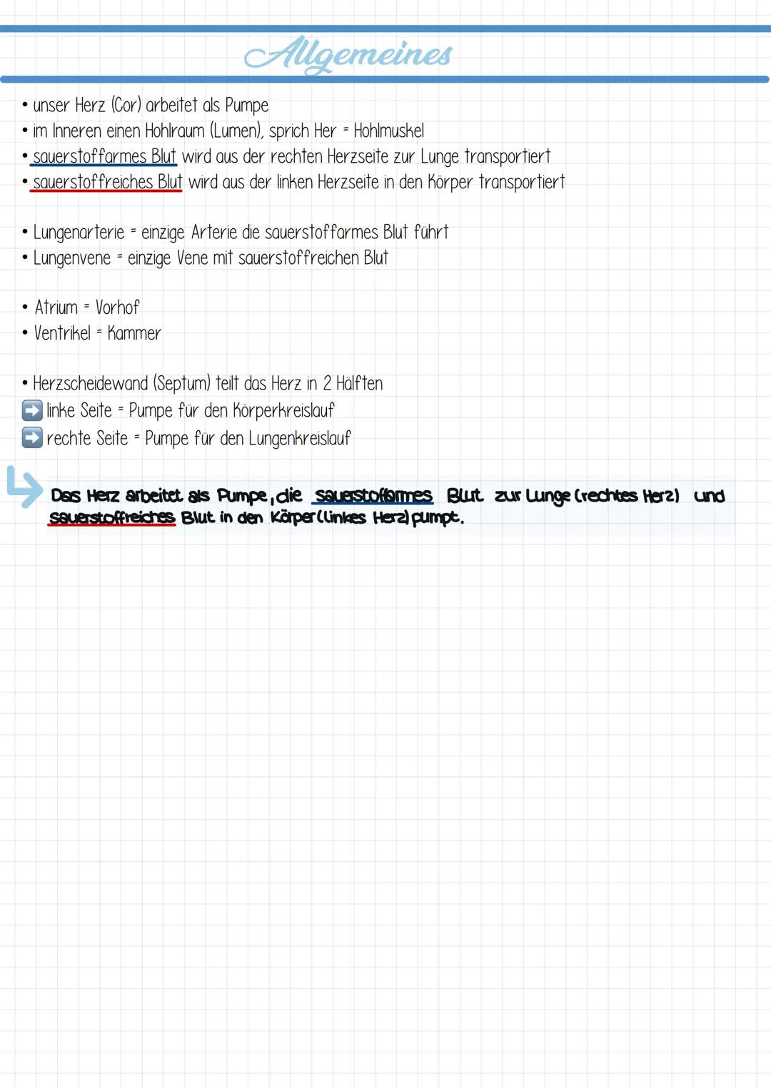  ## Vokabeln

Cor
Lumen
Atrium
Ventrikel
Septum
Ösophogus
Trochea
Perikara
Atrium cordis dextrum
Ventriculus cordis dexter
Atrium cordis sin