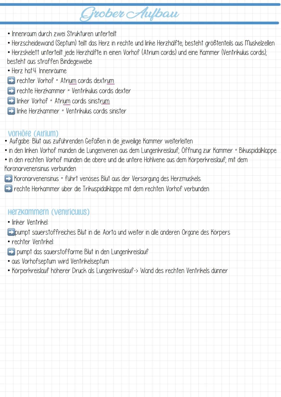  ## Vokabeln

Cor
Lumen
Atrium
Ventrikel
Septum
Ösophogus
Trochea
Perikara
Atrium cordis dextrum
Ventriculus cordis dexter
Atrium cordis sin