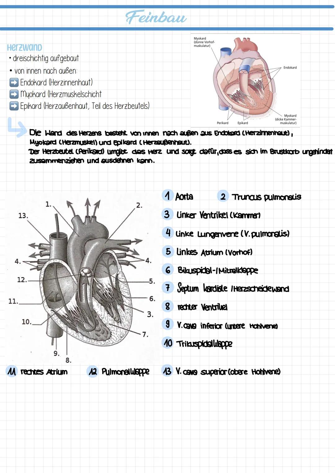  ## Vokabeln

Cor
Lumen
Atrium
Ventrikel
Septum
Ösophogus
Trochea
Perikara
Atrium cordis dextrum
Ventriculus cordis dexter
Atrium cordis sin