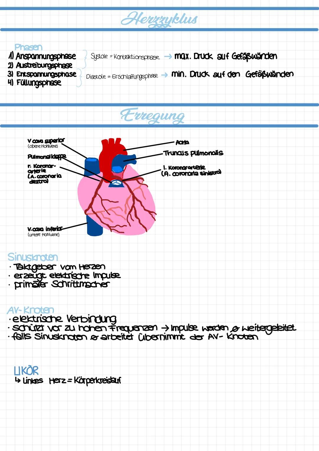  ## Vokabeln

Cor
Lumen
Atrium
Ventrikel
Septum
Ösophogus
Trochea
Perikara
Atrium cordis dextrum
Ventriculus cordis dexter
Atrium cordis sin