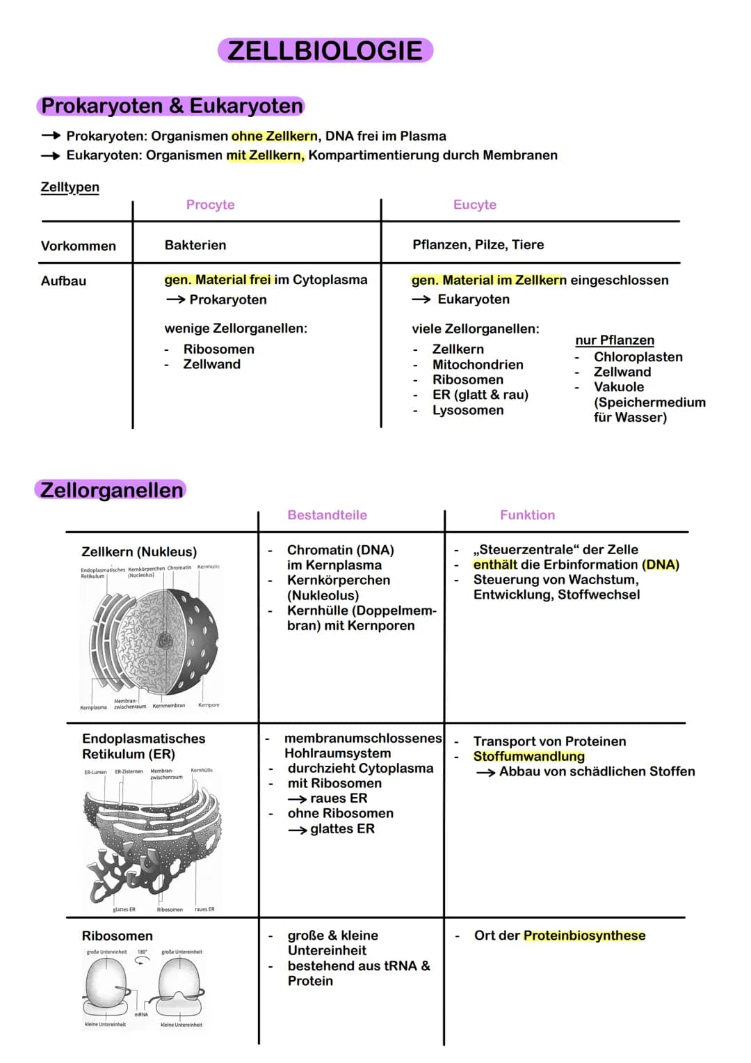 Prokaryoten & Eukaryoten
→ Prokaryoten: Organismen ohne Zellkern, DNA frei im Plasma
→ Eukaryoten: Organismen mit Zellkern, Kompartimentieru