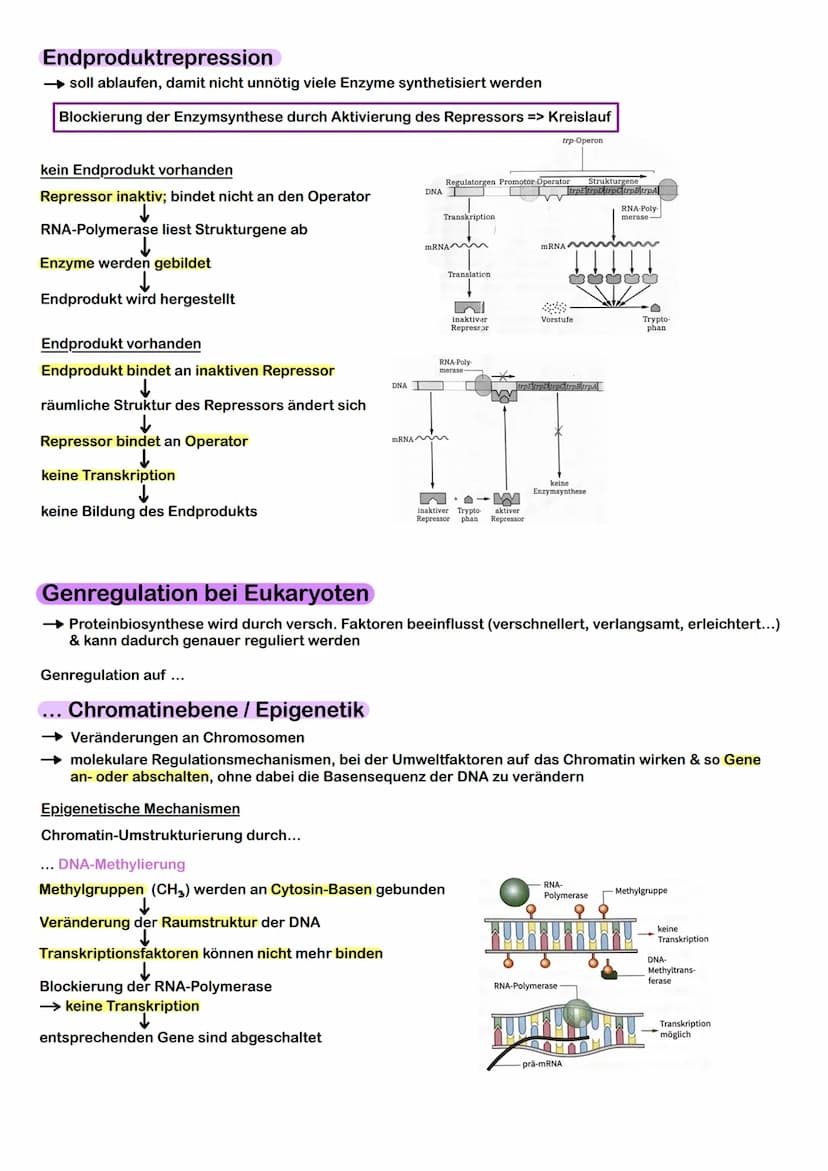 Prokaryoten & Eukaryoten
→ Prokaryoten: Organismen ohne Zellkern, DNA frei im Plasma
→ Eukaryoten: Organismen mit Zellkern, Kompartimentieru