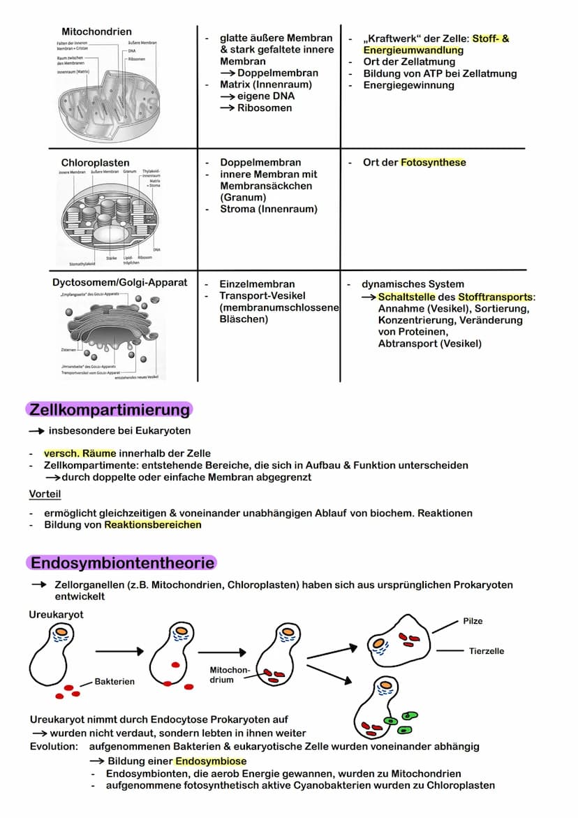 Prokaryoten & Eukaryoten
→ Prokaryoten: Organismen ohne Zellkern, DNA frei im Plasma
→ Eukaryoten: Organismen mit Zellkern, Kompartimentieru