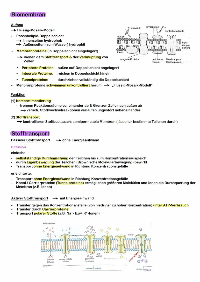 Prokaryoten & Eukaryoten
→ Prokaryoten: Organismen ohne Zellkern, DNA frei im Plasma
→ Eukaryoten: Organismen mit Zellkern, Kompartimentieru