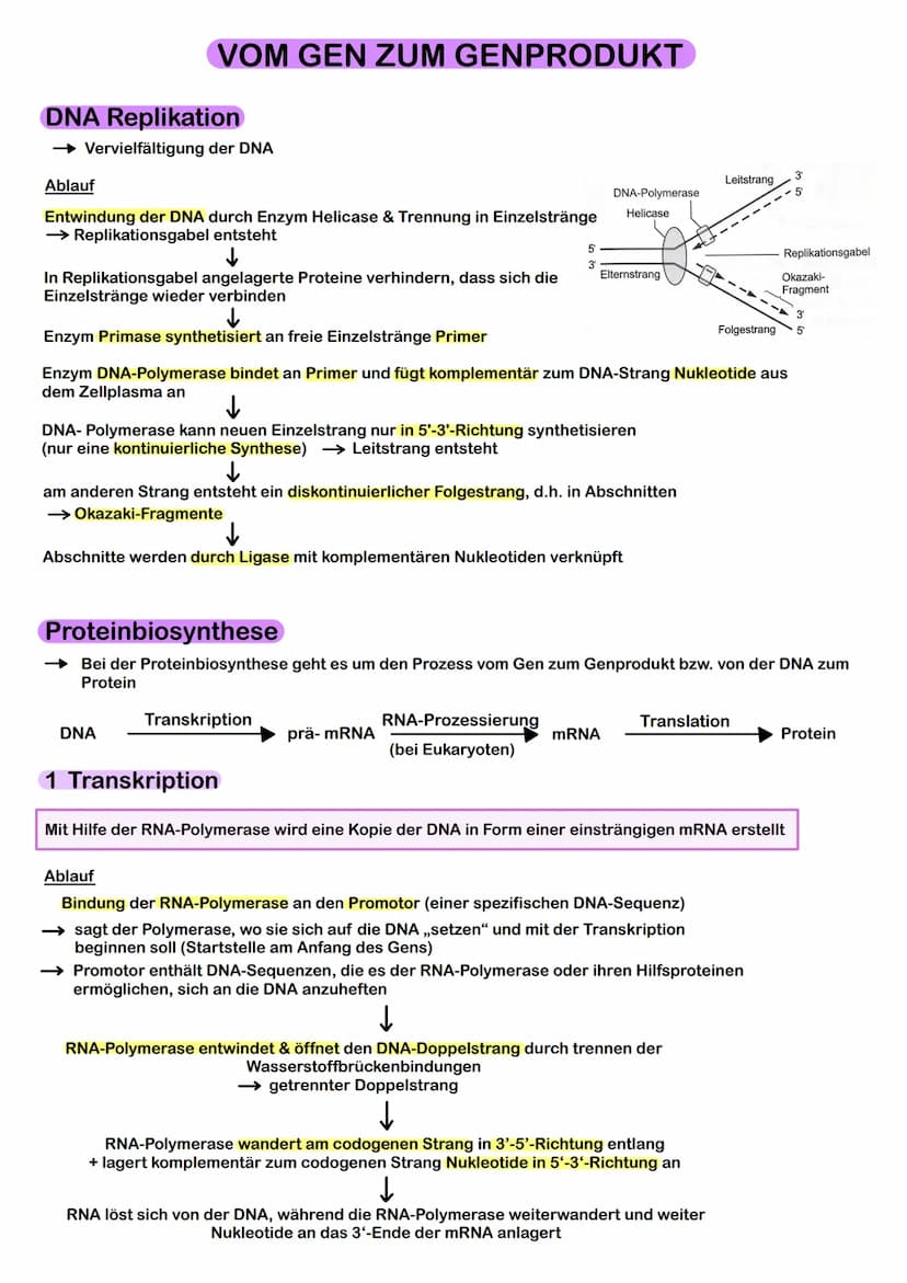 Prokaryoten & Eukaryoten
→ Prokaryoten: Organismen ohne Zellkern, DNA frei im Plasma
→ Eukaryoten: Organismen mit Zellkern, Kompartimentieru