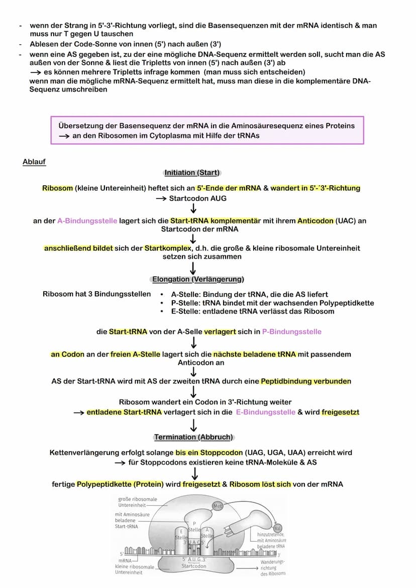 Prokaryoten & Eukaryoten
→ Prokaryoten: Organismen ohne Zellkern, DNA frei im Plasma
→ Eukaryoten: Organismen mit Zellkern, Kompartimentieru