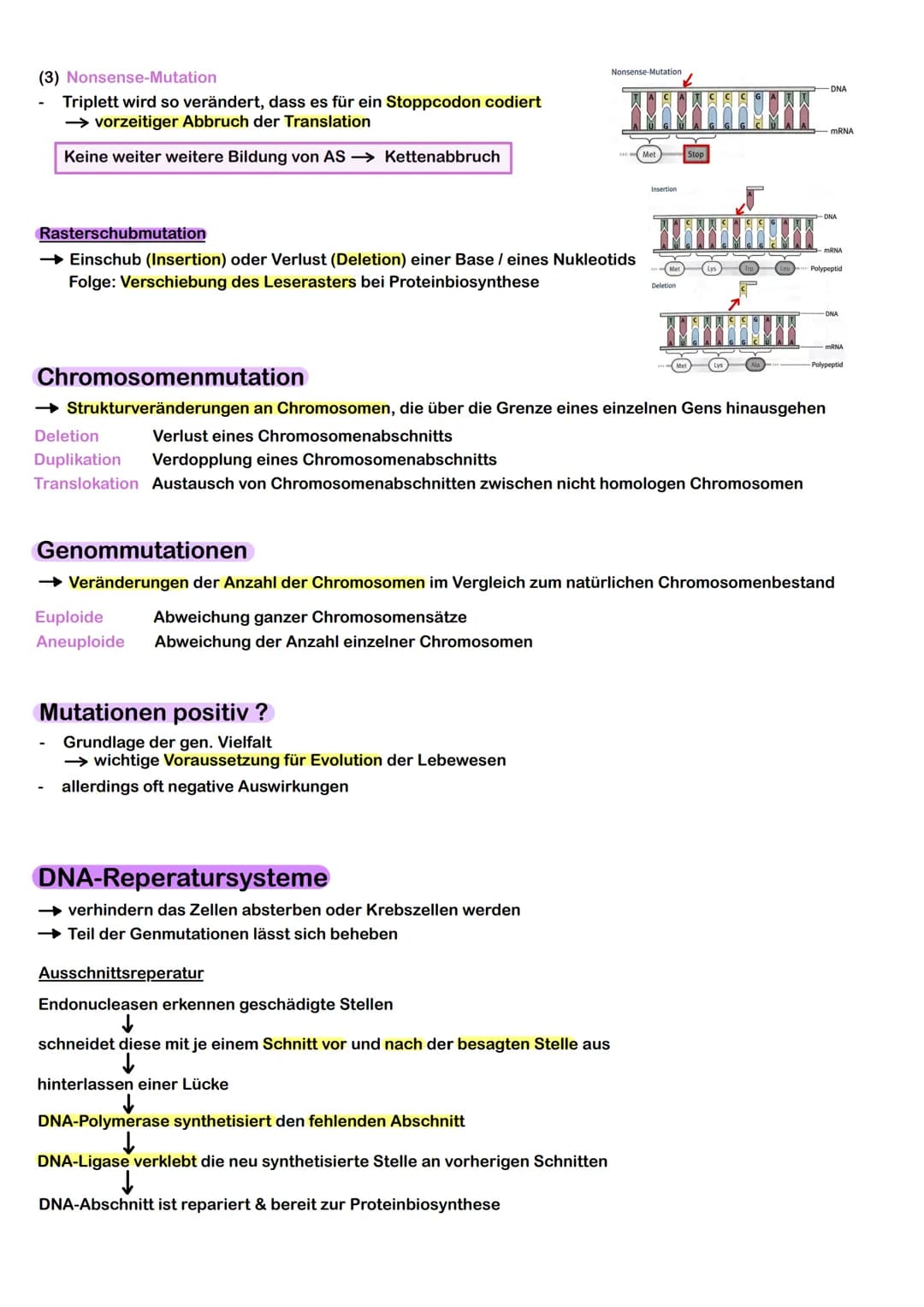 Prokaryoten & Eukaryoten
→ Prokaryoten: Organismen ohne Zellkern, DNA frei im Plasma
→ Eukaryoten: Organismen mit Zellkern, Kompartimentieru