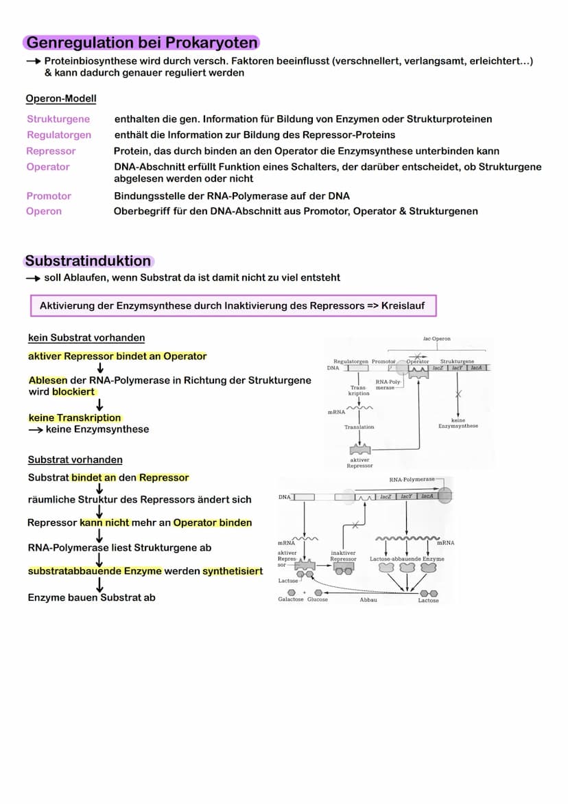 Prokaryoten & Eukaryoten
→ Prokaryoten: Organismen ohne Zellkern, DNA frei im Plasma
→ Eukaryoten: Organismen mit Zellkern, Kompartimentieru