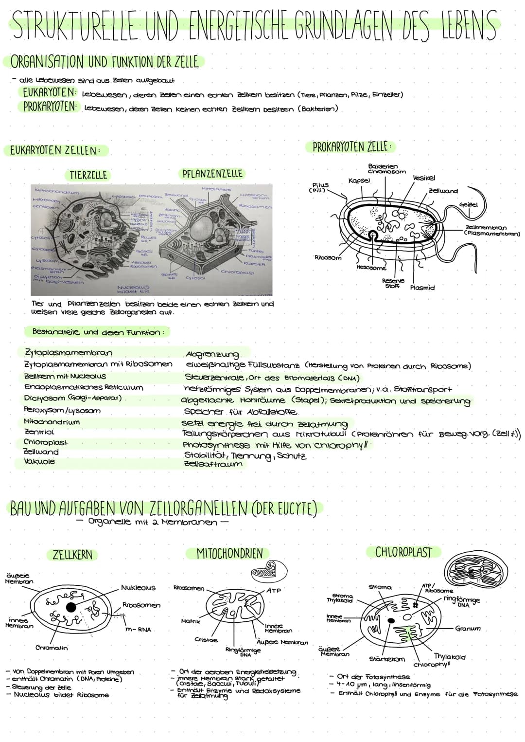 STRUKTURELLE UND ENERGETISCHE GRUNDLAGEN DES LEBENS
ORGANISATION UND FUNKTION DER ZELLE
- alle Lebewesen sind aus. Zellen aufgebaut
EUKARYOT