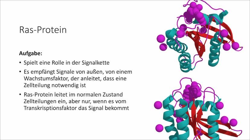 Mutation - Krebs Gliederung
1. Allgemeine Fakten über Krebs
2. Entstehung
3. Mutation
4. Ras-Protein
5. P53-Protein
6. Ursachen
7. Symptome

