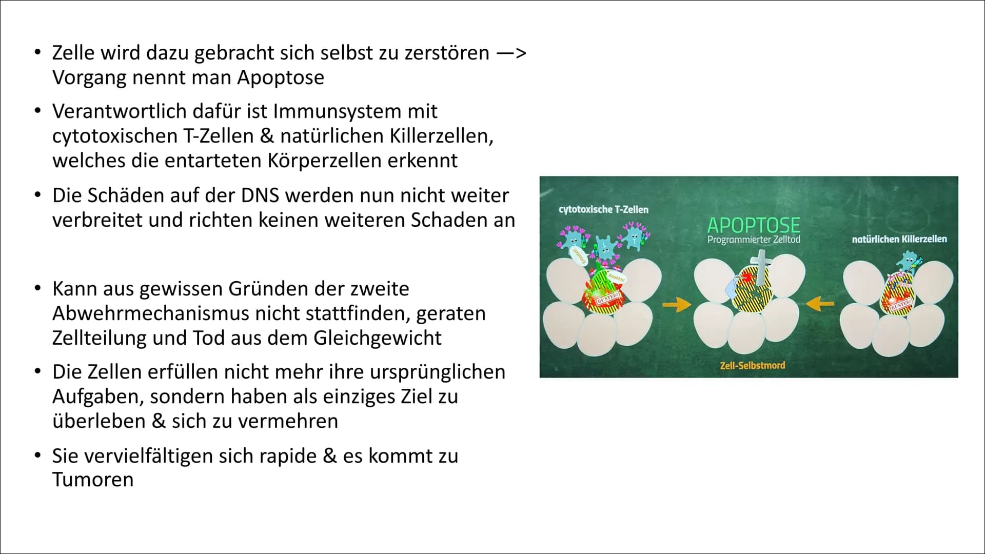 Mutation - Krebs Gliederung
1. Allgemeine Fakten über Krebs
2. Entstehung
3. Mutation
4. Ras-Protein
5. P53-Protein
6. Ursachen
7. Symptome
