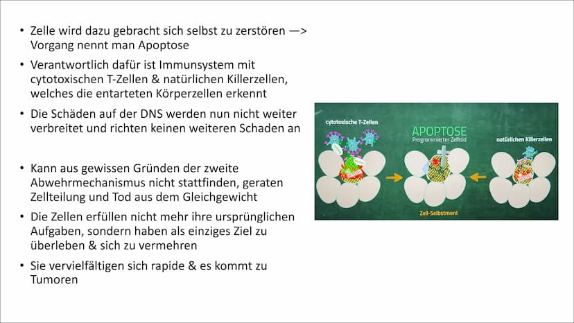 Mutation - Krebs Gliederung
1. Allgemeine Fakten über Krebs
2. Entstehung
3. Mutation
4. Ras-Protein
5. P53-Protein
6. Ursachen
7. Symptome
