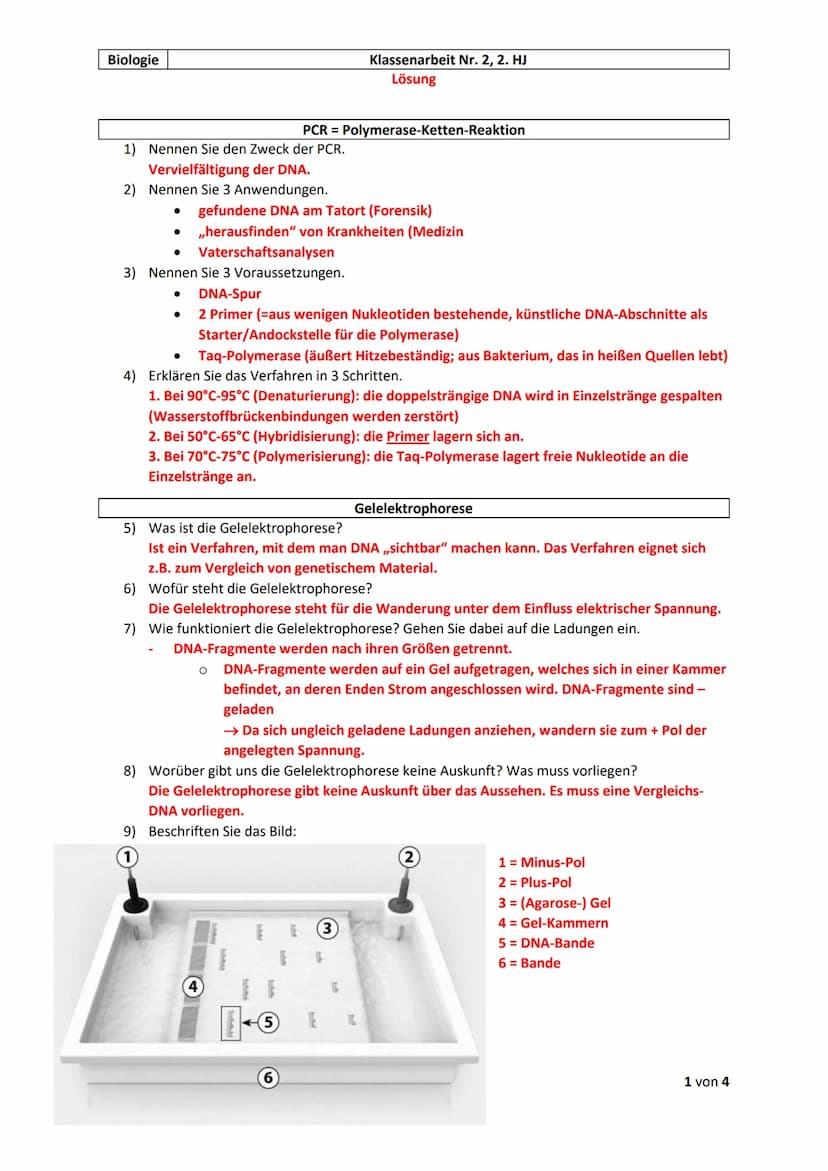 Biologie
1) Nennen Sie den Zweck der PCR.
Vervielfältigung der DNA.
2) Nennen Sie 3 Anwendungen.
●
gefundene DNA am Tatort (Forensik)
,,hera