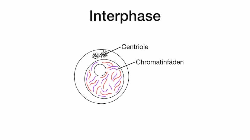 Mitose Was ist eigentlich Mitose ? • Unter Mitose versteht man die Teilung eines Zellkerns
●
Es entstehen zwei erbgleiche Zellen, das bedeut