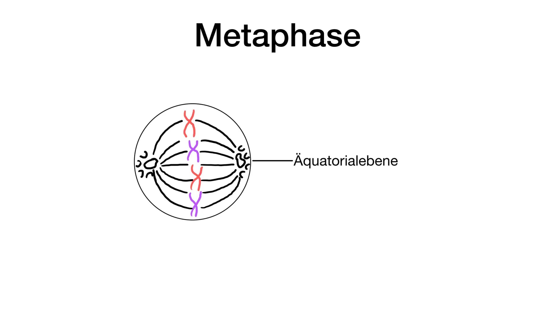 Mitose Was ist eigentlich Mitose ? • Unter Mitose versteht man die Teilung eines Zellkerns
●
Es entstehen zwei erbgleiche Zellen, das bedeut
