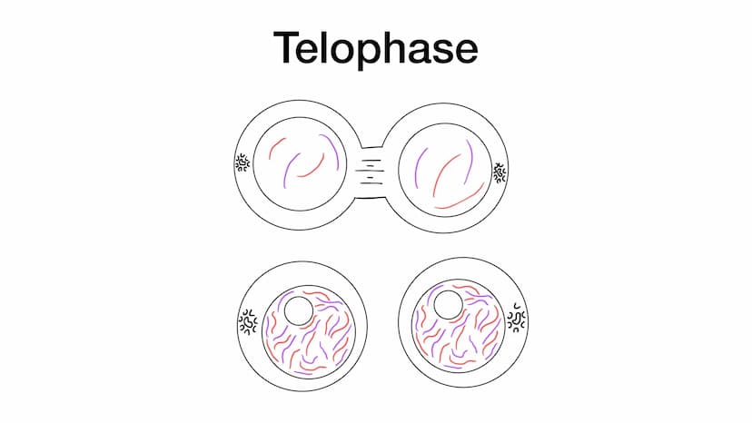 Mitose Was ist eigentlich Mitose ? • Unter Mitose versteht man die Teilung eines Zellkerns
●
Es entstehen zwei erbgleiche Zellen, das bedeut
