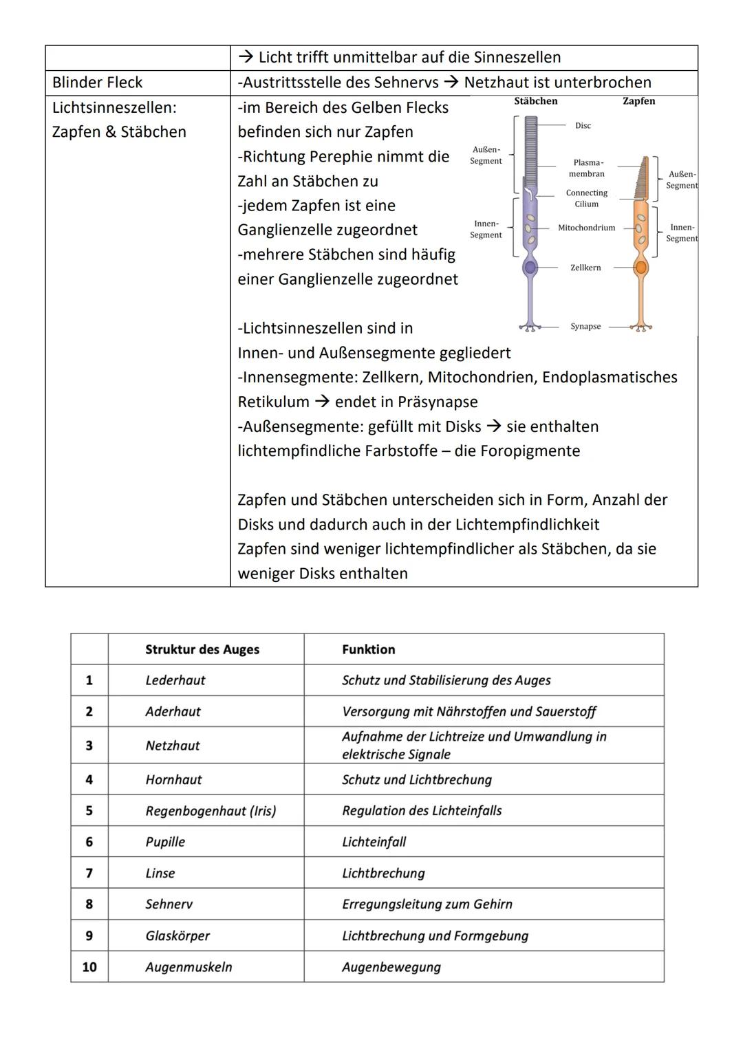 Bau und Funktion von Nervenzellen:
präsynaptische Zelle
Dendriten
empfangen
Informatio-
nen von an-
deren Neu-
ronen oder
von Sinnes-
zellen