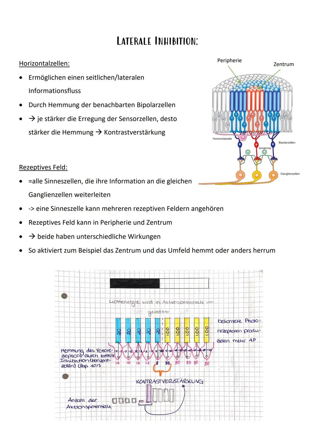 Bau und Funktion von Nervenzellen:
präsynaptische Zelle
Dendriten
empfangen
Informatio-
nen von an-
deren Neu-
ronen oder
von Sinnes-
zellen