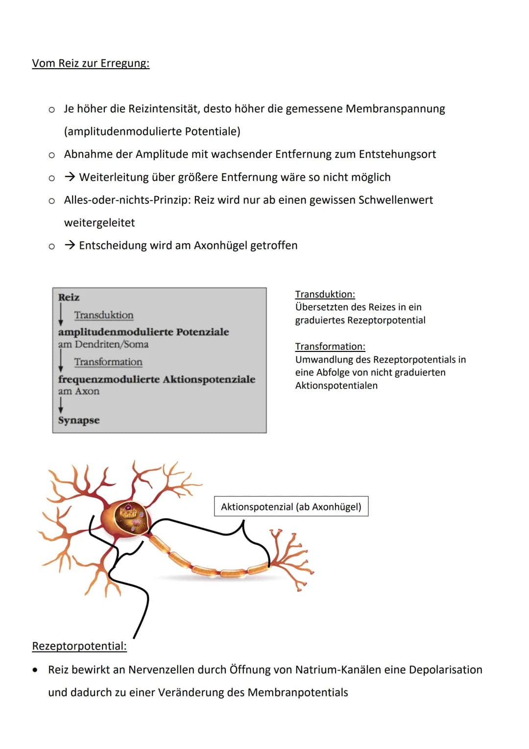 Bau und Funktion von Nervenzellen:
präsynaptische Zelle
Dendriten
empfangen
Informatio-
nen von an-
deren Neu-
ronen oder
von Sinnes-
zellen