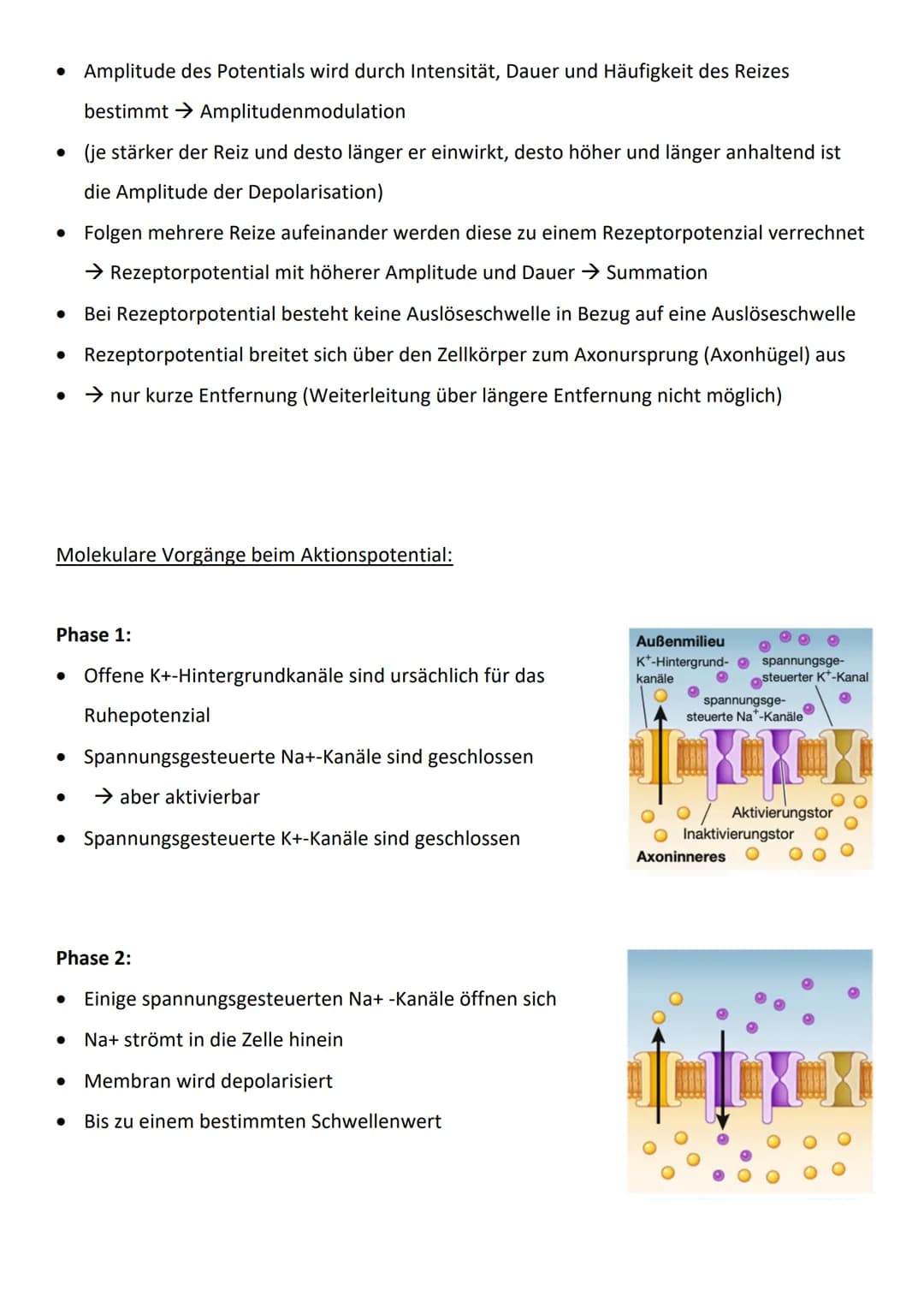 Bau und Funktion von Nervenzellen:
präsynaptische Zelle
Dendriten
empfangen
Informatio-
nen von an-
deren Neu-
ronen oder
von Sinnes-
zellen