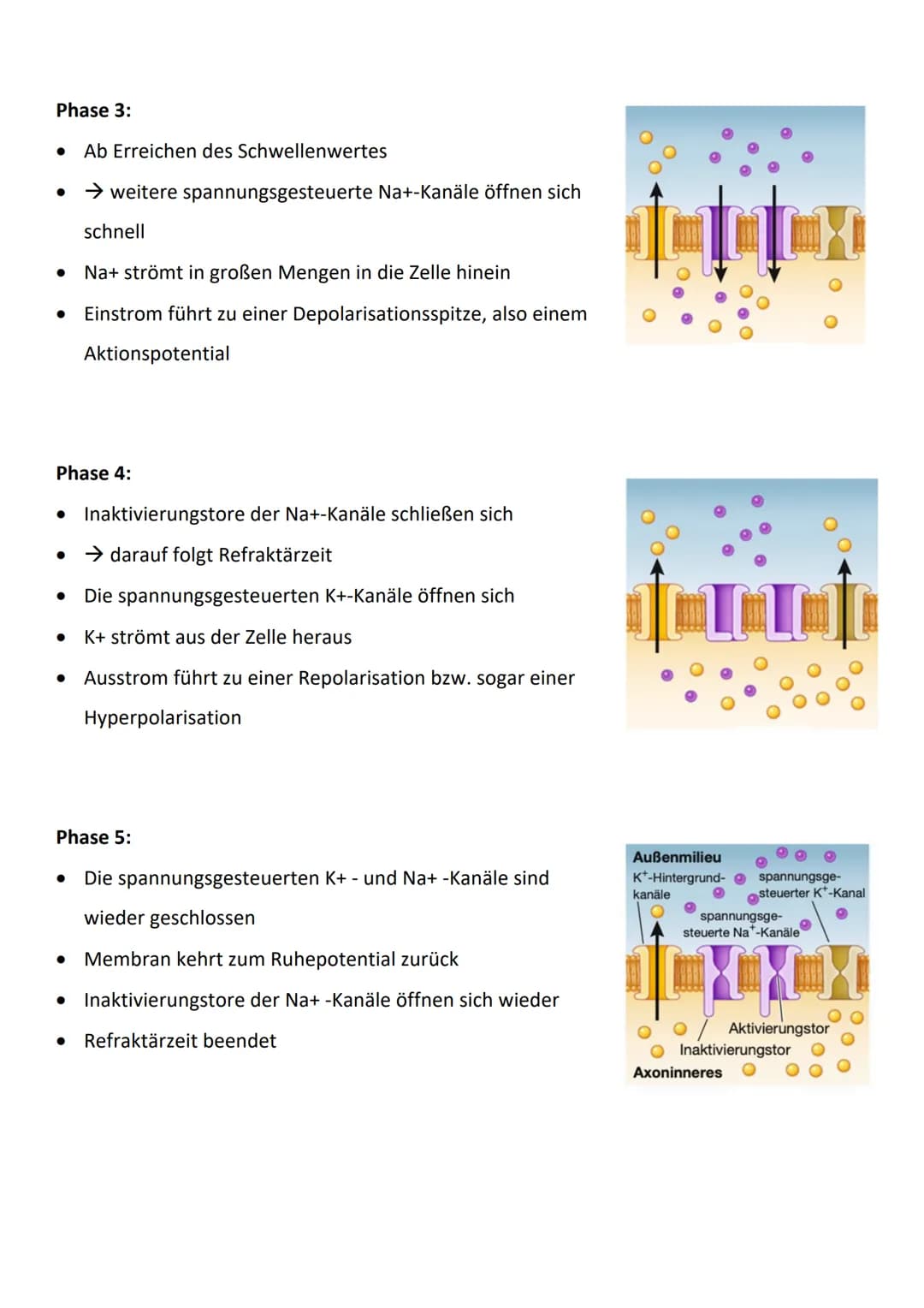 Bau und Funktion von Nervenzellen:
präsynaptische Zelle
Dendriten
empfangen
Informatio-
nen von an-
deren Neu-
ronen oder
von Sinnes-
zellen