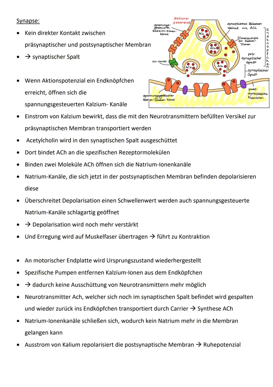 Bau und Funktion von Nervenzellen:
präsynaptische Zelle
Dendriten
empfangen
Informatio-
nen von an-
deren Neu-
ronen oder
von Sinnes-
zellen