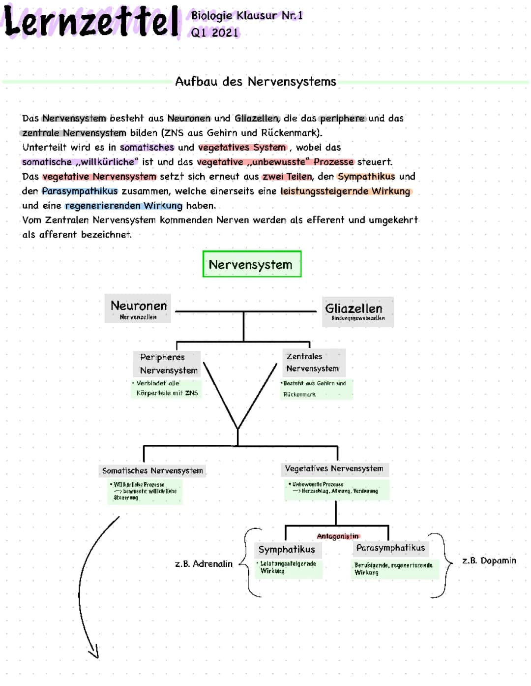 Neurobiologie Q1