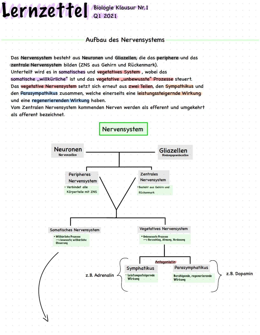 Lernzettel
Biologie Klausur Nr.1
Q1 2021
Aufbau des Nervensystems
Das Nervensystem besteht aus Neuronen und Gliazellen, die das periphere un