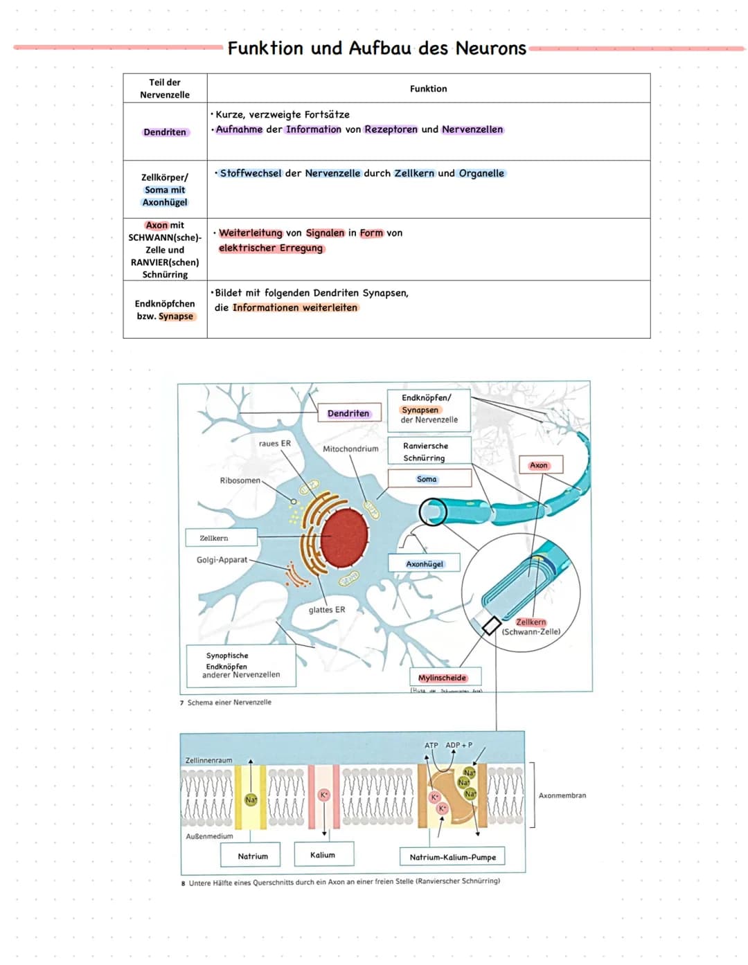 Lernzettel
Biologie Klausur Nr.1
Q1 2021
Aufbau des Nervensystems
Das Nervensystem besteht aus Neuronen und Gliazellen, die das periphere un