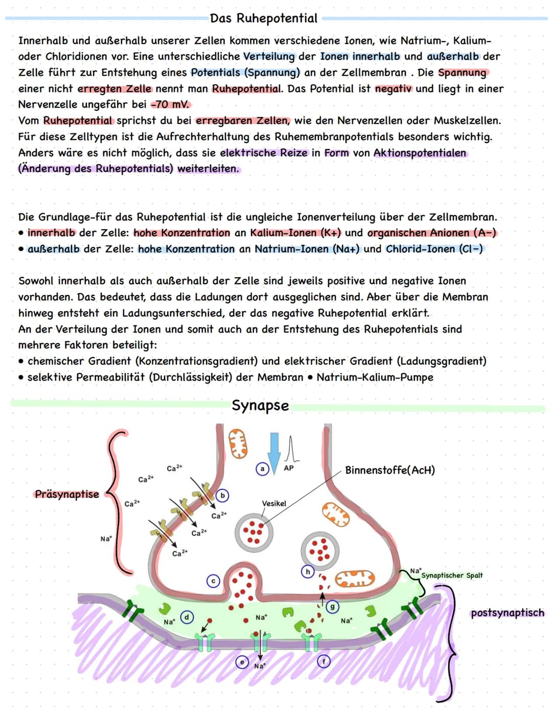 Lernzettel
Biologie Klausur Nr.1
Q1 2021
Aufbau des Nervensystems
Das Nervensystem besteht aus Neuronen und Gliazellen, die das periphere un