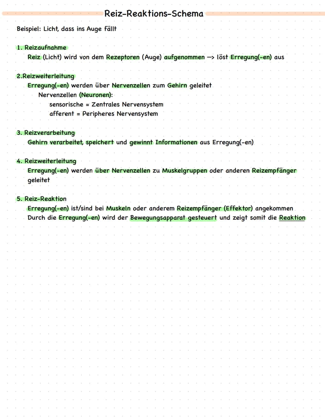 Lernzettel
Biologie Klausur Nr.1
Q1 2021
Aufbau des Nervensystems
Das Nervensystem besteht aus Neuronen und Gliazellen, die das periphere un