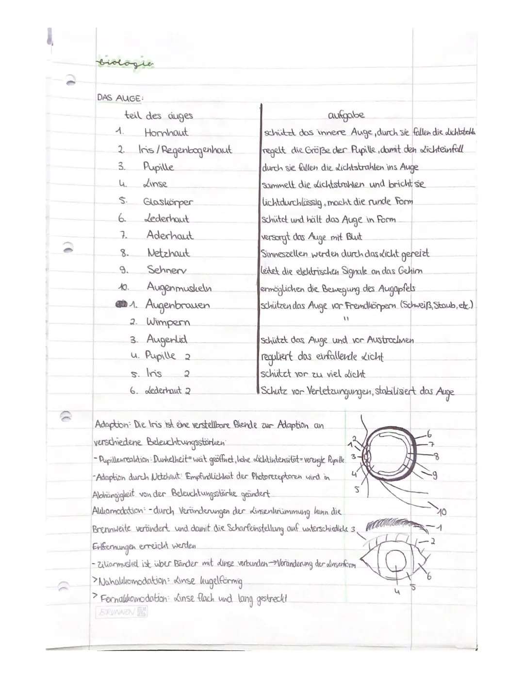 (0)
DAS AUGE:
teil des auges
1.
2.
3.
4.
S.
6.
7.
8.
9.
10.
Hornhaut
Iris / Regenbogenhaut
Pupille
Linse
Glaskörper
Lederhaut
Aderhaut
Netzh