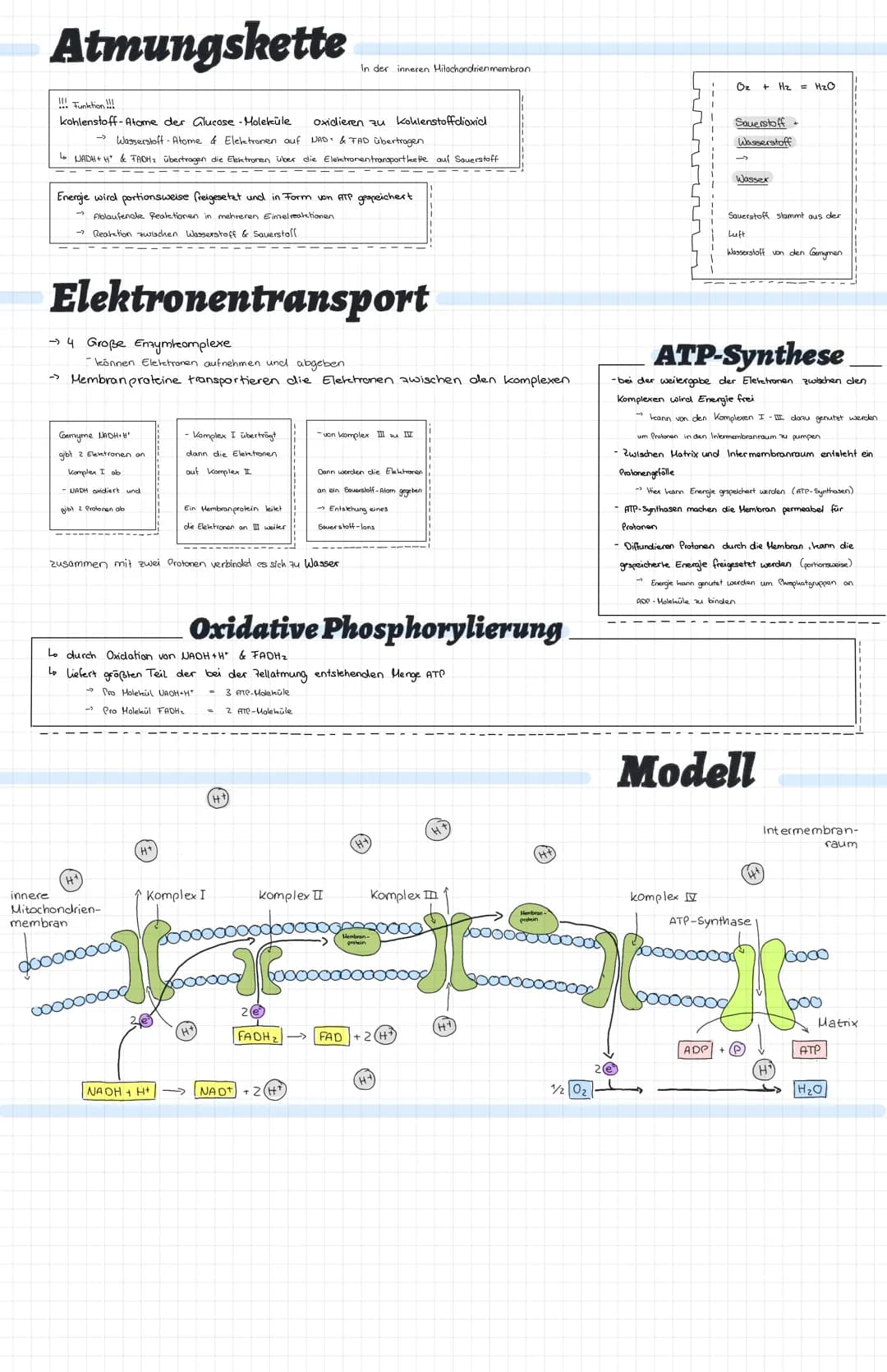 sehr geringer ATP-Gewinn durch Emymatische Reaktionen
Bio Stoffwechsel
Zellatmung
Lo Holekul umwandlung
(energiereiche Stoffe organische Sto