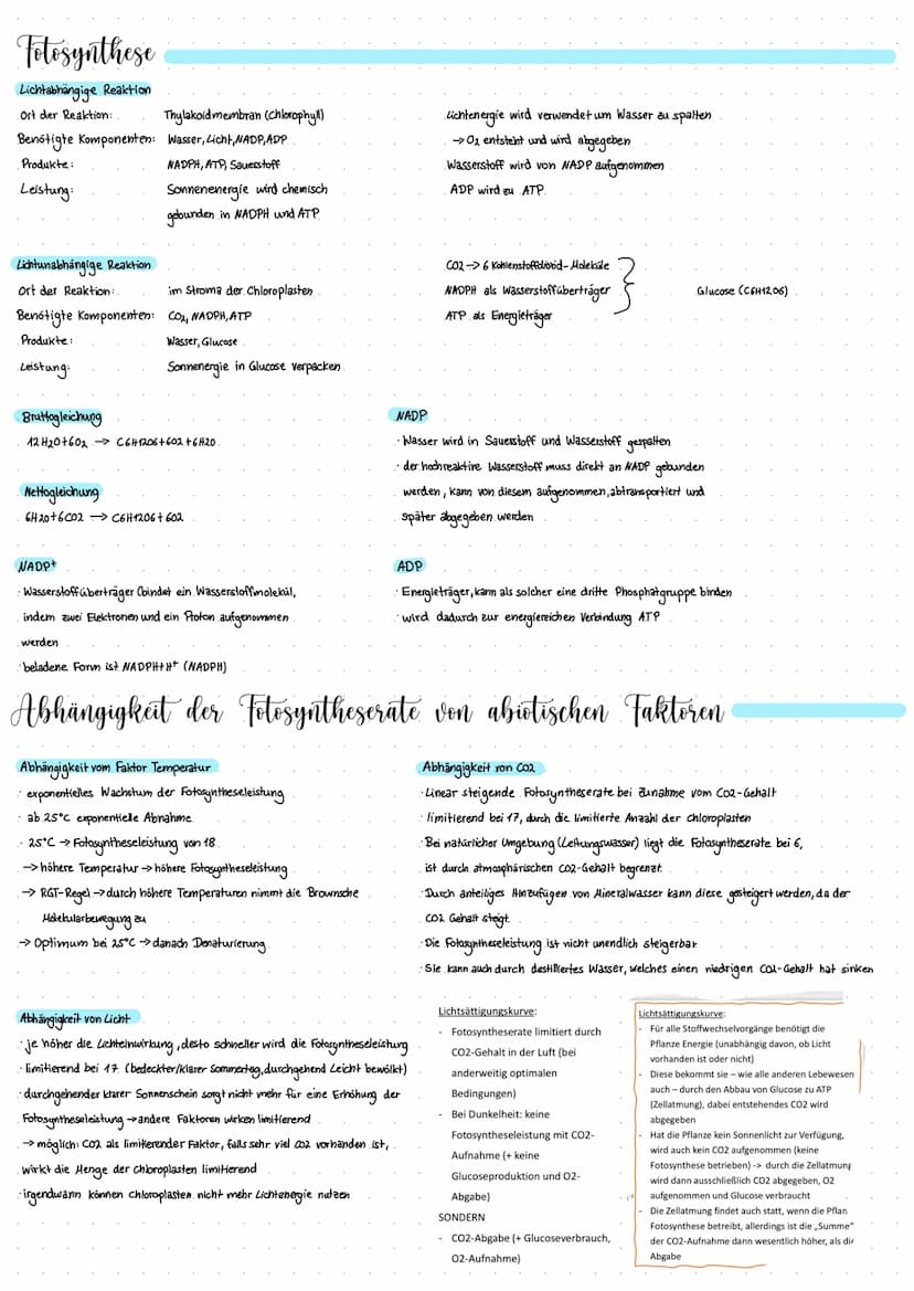 Blattaufban
Ökologie
obere Epidermis
Schutz des Organismus vor schädlichen Einflüssen. Als oberste verhindert
sie das Eindringen schädlicher