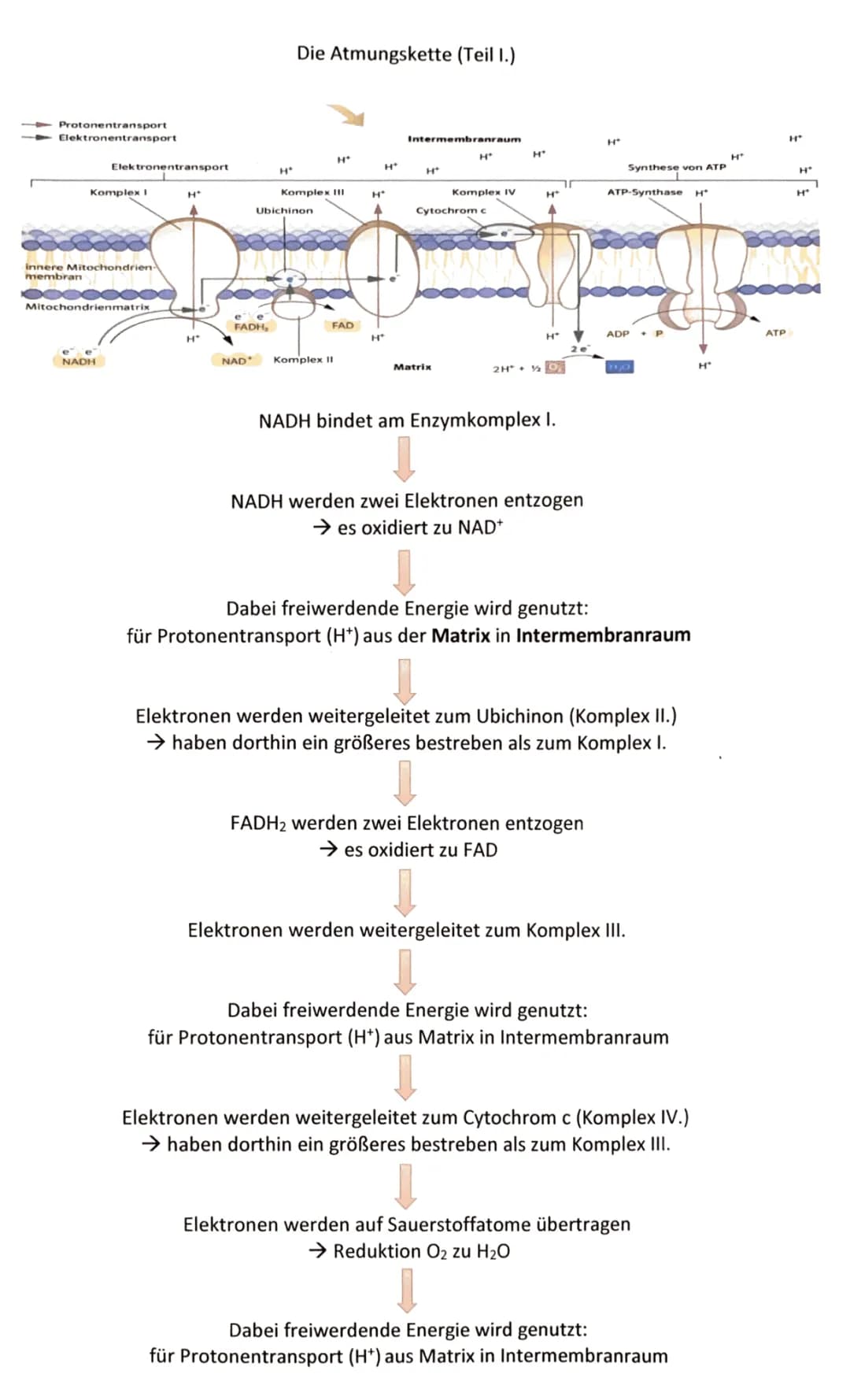 Die Atmungskette Teil I. 